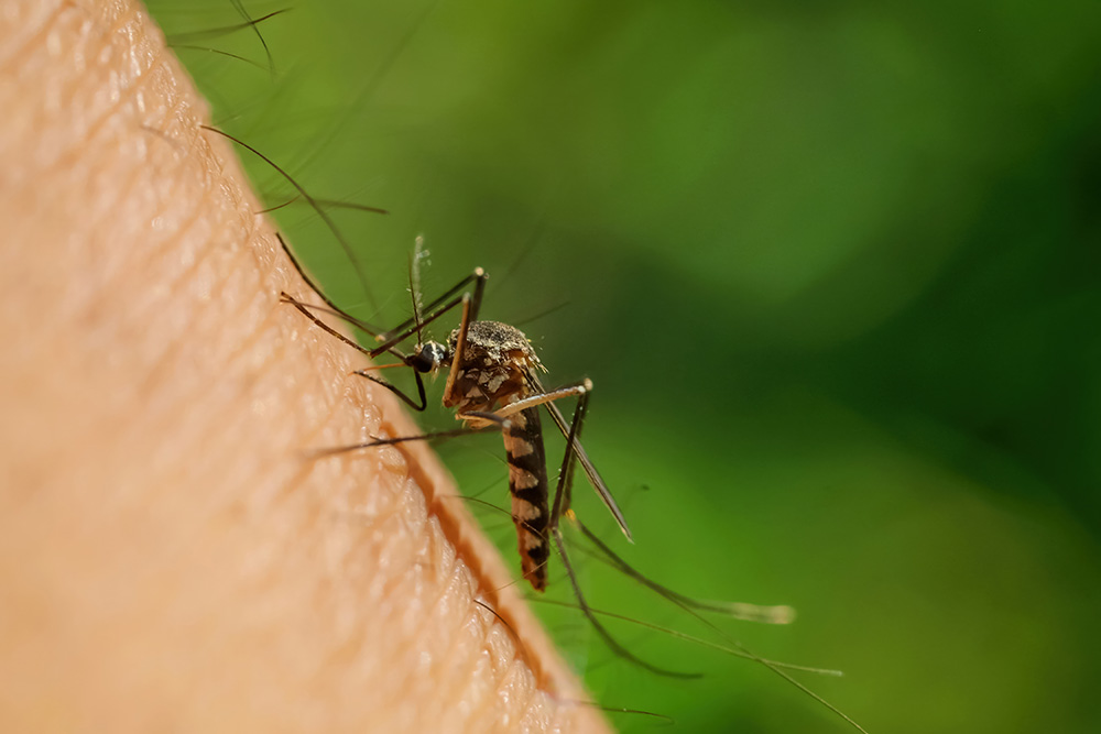 Close up of mosquito drinking blood from a person’s skin.